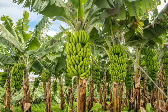 Banana Farm