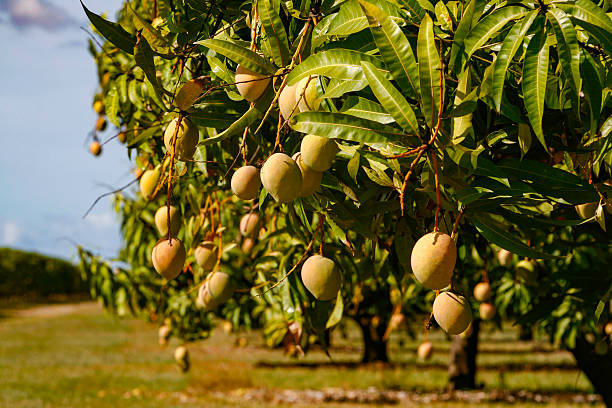 Mango Farm