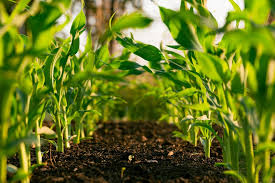 Organic Farm
