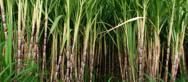 Sugarcane Farm